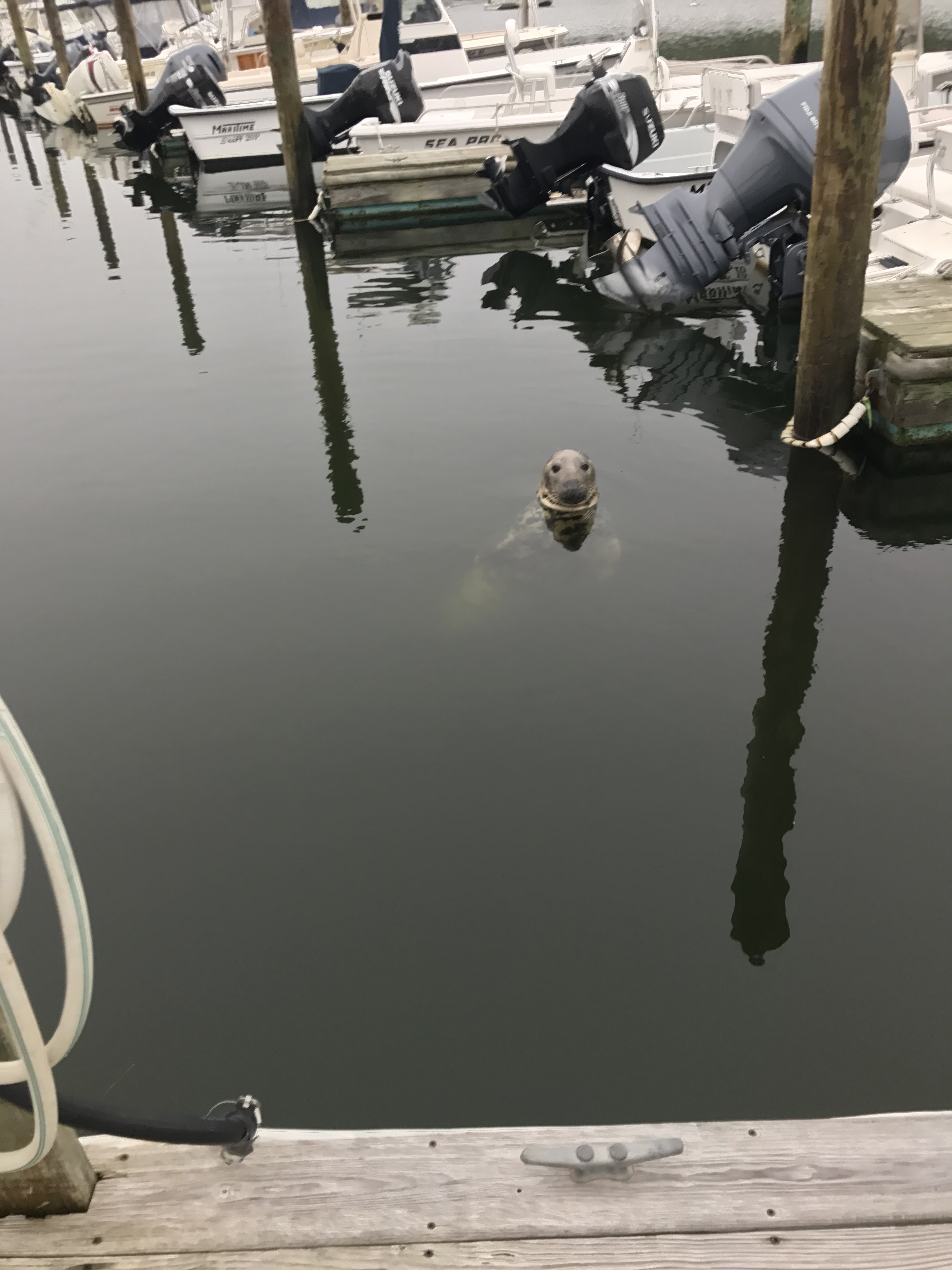 Ryder's Cove Boat Yard Gallery MARINA